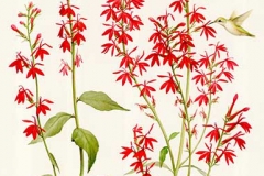 © Kerri Weller, Cardinal Flower, Lobelia cardinalis